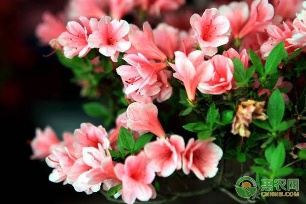 木耳菜营养丰富 食用注意事项详解-绿源新宇生物有机肥官网