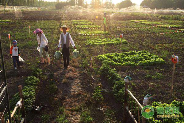 凌云县白毫茶发展新策略：品质提升驱动市场繁荣-绿源新宇生物有机肥官网