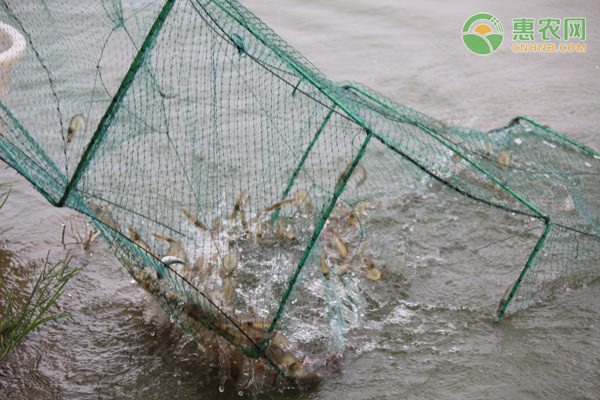冬季木耳菜市场火热 需求旺盛价格攀升-绿源新宇生物有机肥官网