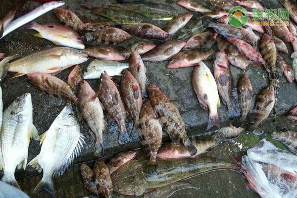 木耳菜南北价格差异催生种植商机-绿源新宇生物有机肥官网