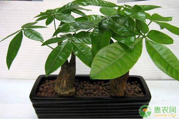 冰糖柑主要产地分布与各地区品质特点分析-绿源新宇生物有机肥官网