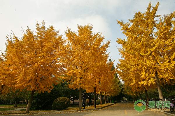 木耳菜冬季价格稳定 主产区影响市场价格-绿源新宇生物有机肥官网 木耳菜冬季价格稳定 主产区影响市场价格-绿源新宇生物有机肥官网
