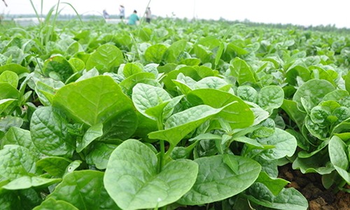 低热量耐饿蔬菜木耳菜:高纤维健康选择,早餐配料推荐-绿源新宇 低热量耐饿蔬菜木耳菜:高纤维健康选择,早餐配料推荐-绿源新宇