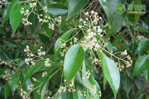 黄竹白毫茶:得天独厚地理环境造就优质茶品-绿源新宇生物有机肥官网 黄竹白毫茶:得天独厚地理环境造就优质茶品-绿源新宇生物有机肥官网