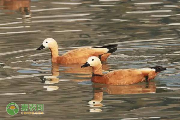 靖安椪柑获地理标志保护品控升级助农增收-绿源新宇生物有机肥官网