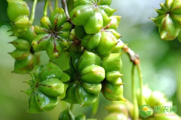 温室辣椒幼苗科学管理：控温、间苗、分苗与施肥要点-绿源新宇生物有机肥官网