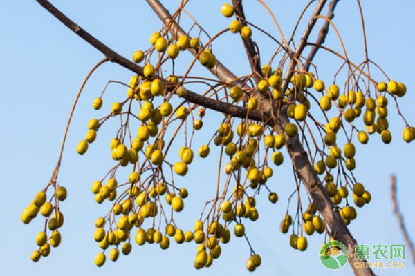 洪湖河蟹出口台湾创单次运输纪录 价格翻倍收益可观-绿源新宇生物有机肥官网