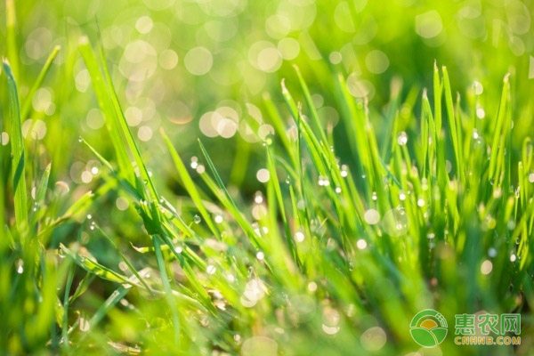 宁波台风致蔬菜供应波动木耳菜短期紧缺-绿源新宇生物有机肥官网