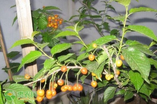 城口县蔬菜旅游特色产业引领农民增收新路径-绿源新宇生物有机肥官网