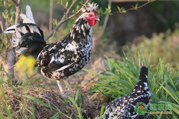冰糖柑批发销售新趋势：产地主动出击拓宽市场-绿源新宇生物有机肥官网