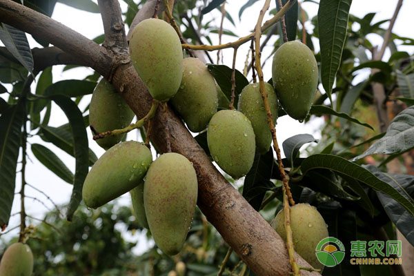 大闸蟹销量价格双降 零售市场遇冷-绿源新宇生物有机肥官网 大闸蟹销量价格双降 零售市场遇冷-绿源新宇生物有机肥官网