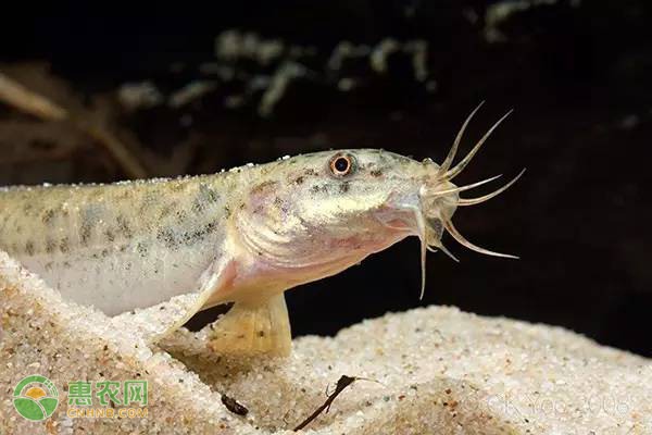 安全监测保障河蟹品质 市场需求稳步提升-绿源新宇生物有机肥官网