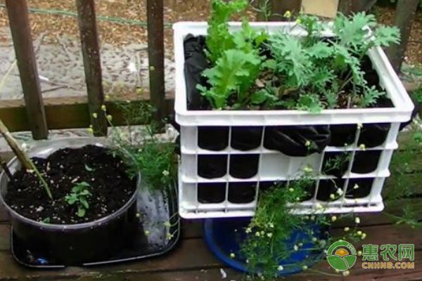 江黄颡鱼养殖效益凸显，高产优质助力经济增收-绿源新宇生物有机肥官网