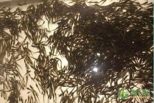 阳澄湖大闸蟹合作社助力产业升级 品牌效应显著-绿源新宇生物有机肥官网