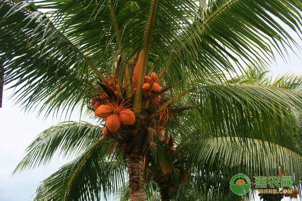 阳澄湖大闸蟹销量增长500斤 创造十亿配套产业-绿源新宇生物有机肥官网