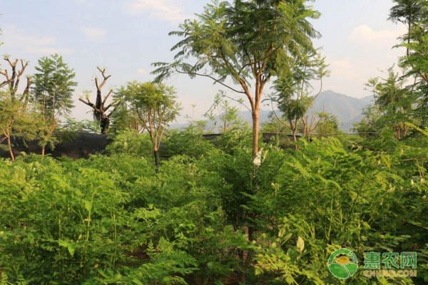 盆栽蔬菜居家种植实用美观 雅致又养生-绿源新宇生物有机肥官网