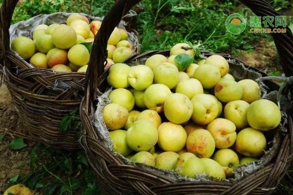 水产养殖防寒技术要点