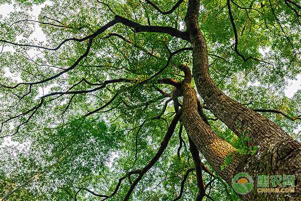 白毫茶价格高低有档 满足各层消费者需求 白毫茶价格高低有档 满足各层消费者需求
