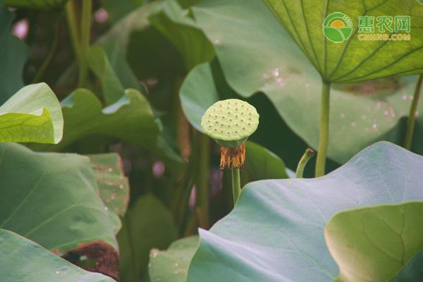 批发木耳菜效益好