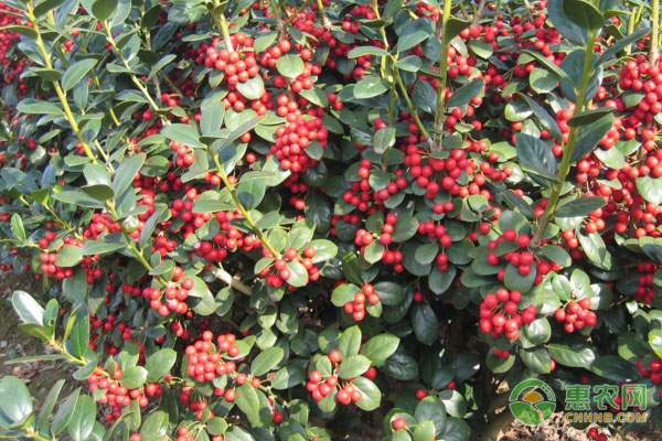 割晒机改动小 增产增收多