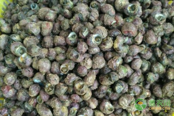 交通问题制约着椪柑销售