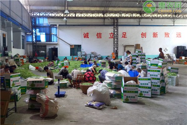 科学种植白毫茶促民增收