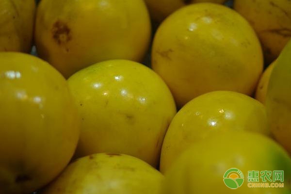 批发冰糖柑好处多