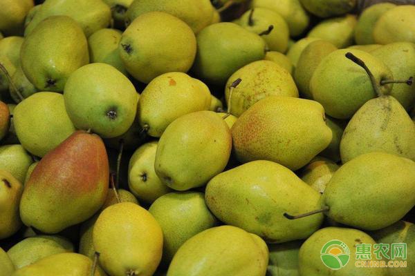 最大的冰糖柑生产基地_麻阳