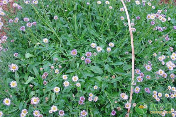 多重销售渠道解决椪柑销售问题