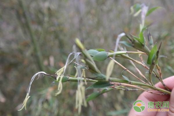 后传式玉米割晒机：高效省力，损耗低，性价比高-绿源新宇生物有机肥官网