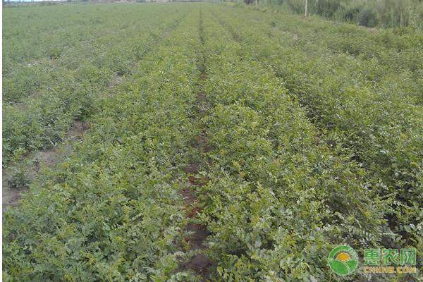凌云县白毫茶文化节传播茶文化带动农民增收-绿源新宇生物有机肥官网