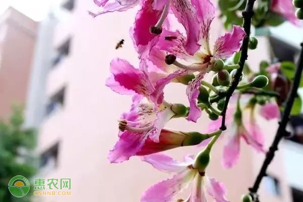 玉米高产创建关键要点及种植技术解析-绿源新宇生物有机肥官网