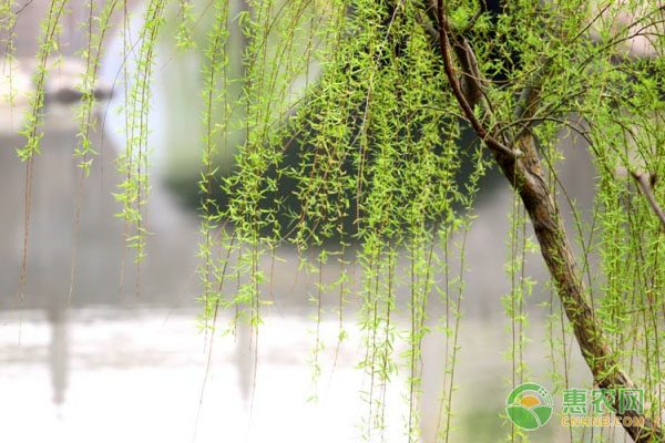 如何识别陈年蔬菜种子 选购技巧全解析-绿源新宇生物有机肥官网