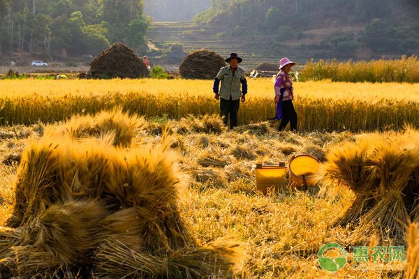 木耳菜南北价格差异分析 冬季市场高价现状-绿源新宇生物有机肥官网