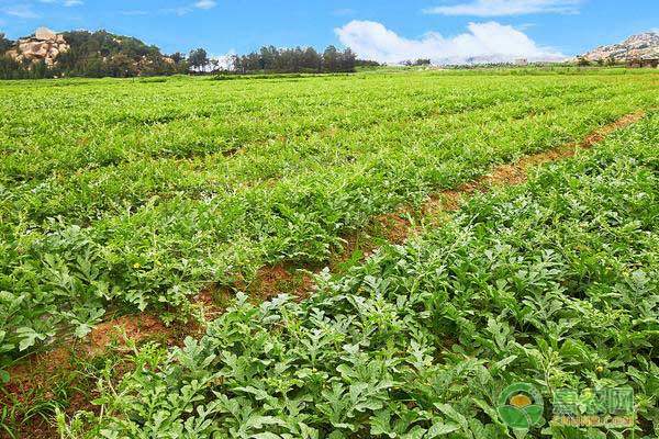 木耳菜种植利润高 市场需求旺盛-绿源新宇生物有机肥官网