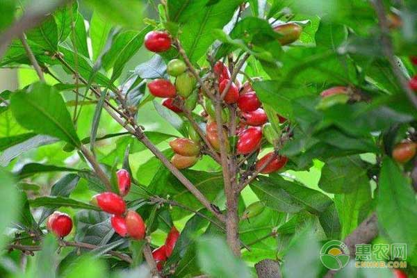 割晒机高效农耕优势及南方应用建议-绿源新宇生物有机肥官网