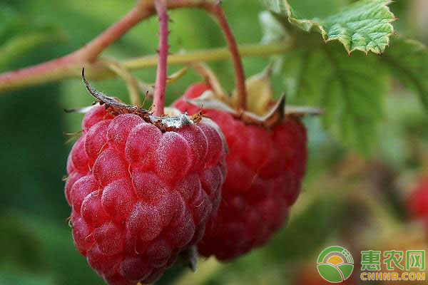 白毫茶为何价格高昂？揭秘珍稀营养价值与稀缺性-绿源新宇生物有机肥官网