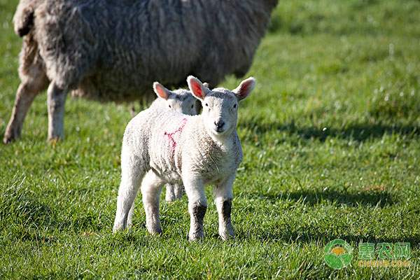 新兴农业的高效生产路径：绿色安全与环保技术创新-绿源新宇生物有机肥官网