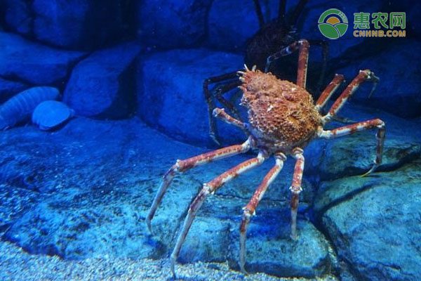 白毫茶新品种研发保障品质与价格稳定-绿源新宇生物有机肥官网