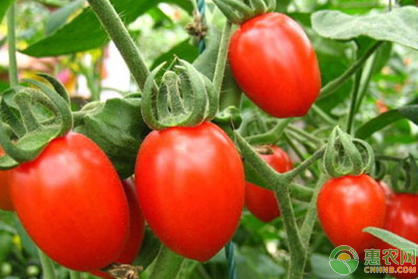 木耳菜的南菜北运商机与批发市场动态-绿源新宇生物有机肥官网