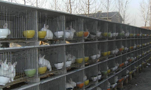外地养殖户重庆养兔 集成生态处理技术助农增收-绿源新宇生物有 外地养殖户重庆养兔 集成生态处理技术助农增收-绿源新宇生物有