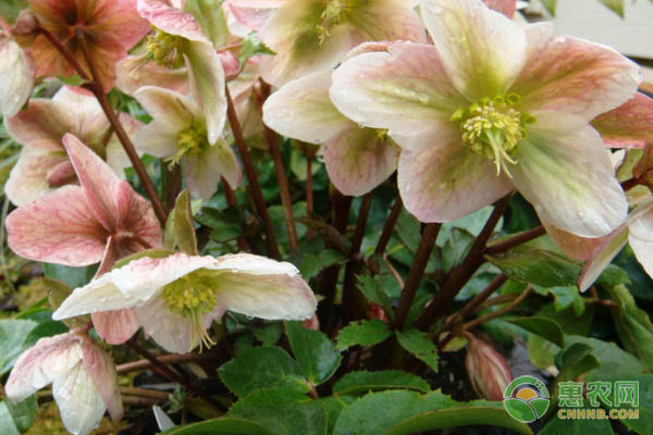 茶叶市场竞争加剧,白毫茶成新机遇-绿源新宇生物有机肥官网 茶叶市场竞争加剧,白毫茶成新机遇-绿源新宇生物有机肥官网