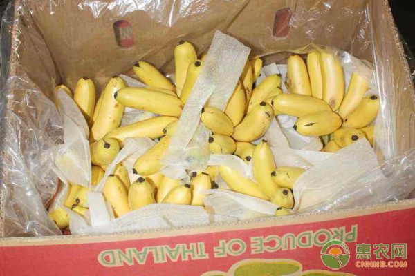 木耳菜南北供应差异显著 高市场需求影响价格-绿源新宇生物有机肥官网