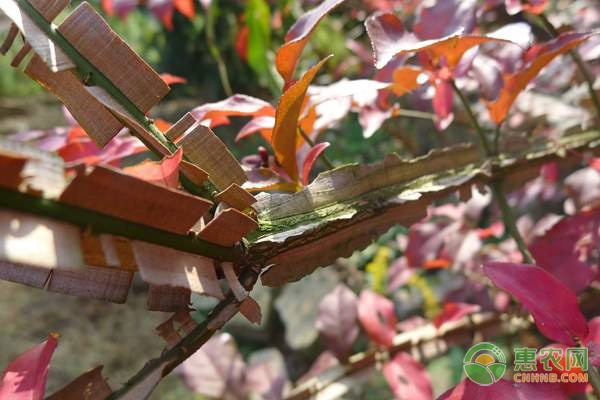 手推式割晒机如何提升辣椒采摘效率-绿源新宇生物有机肥官网