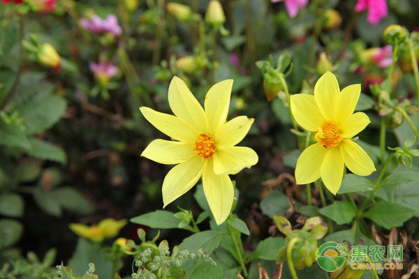 洪湖河蟹抓住冬季消费机遇 旺季定价优势凸显-绿源新宇生物有机肥官网