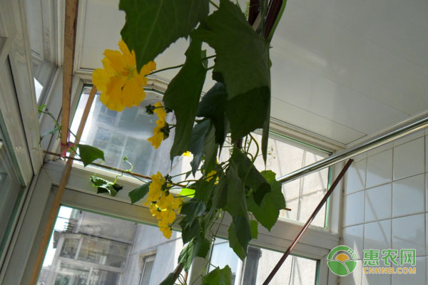 蔬菜抽样检查 保证农产品批发市场售安全菜