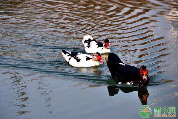 割晒机种类多 价格各有差异