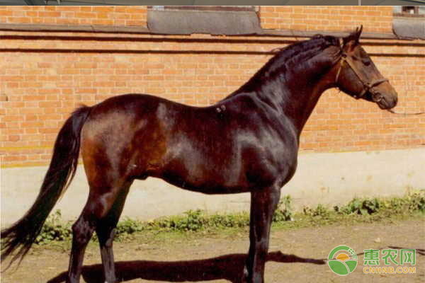 椪柑网上批发销售效果佳