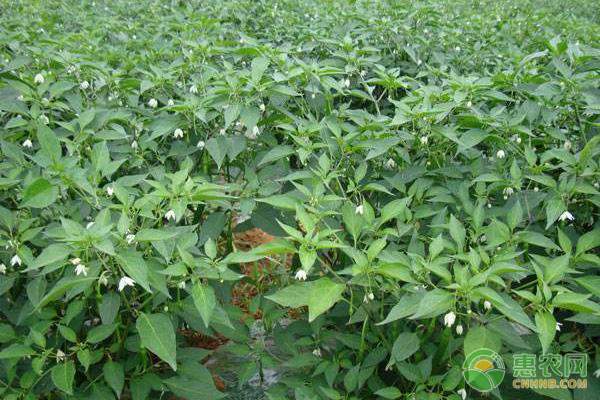 木耳菜 高营养让人们记住它