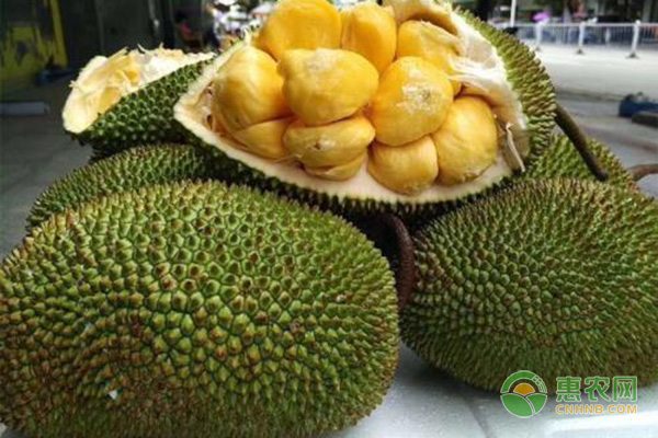 白毫茶茶农的文化传承